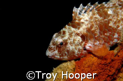 Calm in The Storm, Stoplight Parrot Fish in Andros Bay, 3... by Troy Hooper 